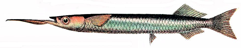 Hyporhamphus picarti_01.jpg